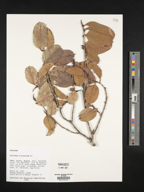 Brosimum alicastrum image