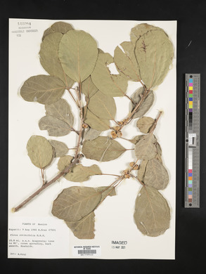 Ficus cotinifolia image
