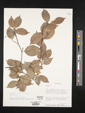 Ficus benjamina image