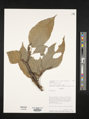 Morus insignis image