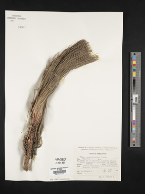 Pinus pseudostrobus image