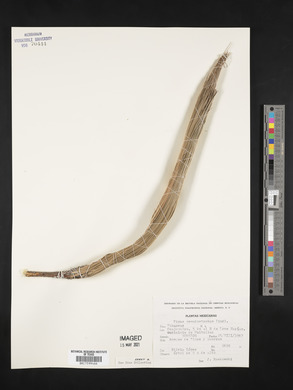 Pinus pseudostrobus image