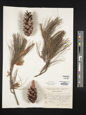 Pinus strobus var. chiapensis image