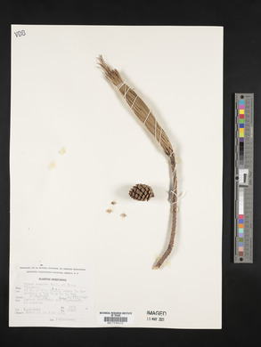Pinus teocote image