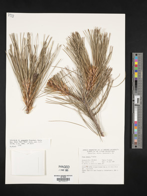 Pinus armandii image