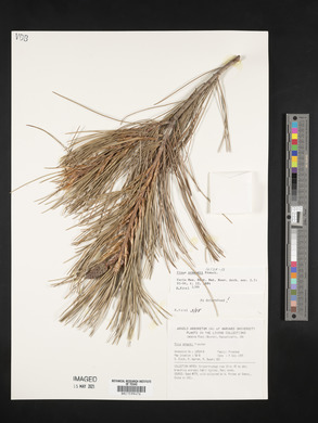 Pinus armandii image