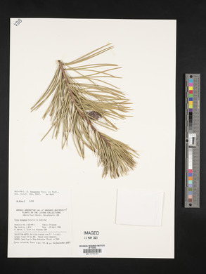 Pinus bungeana image