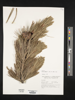 Pinus cembra image