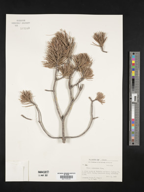 Pinus cembroides image