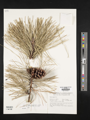Pinus rigida image