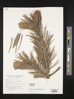 Pinus strobiformis image