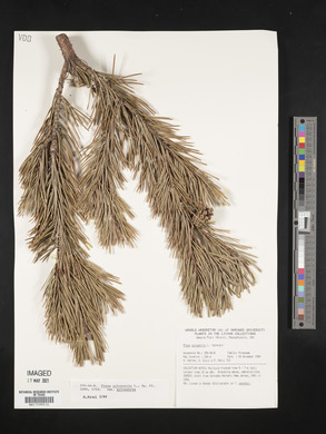 Pinus sylvestris var. sylvestris image