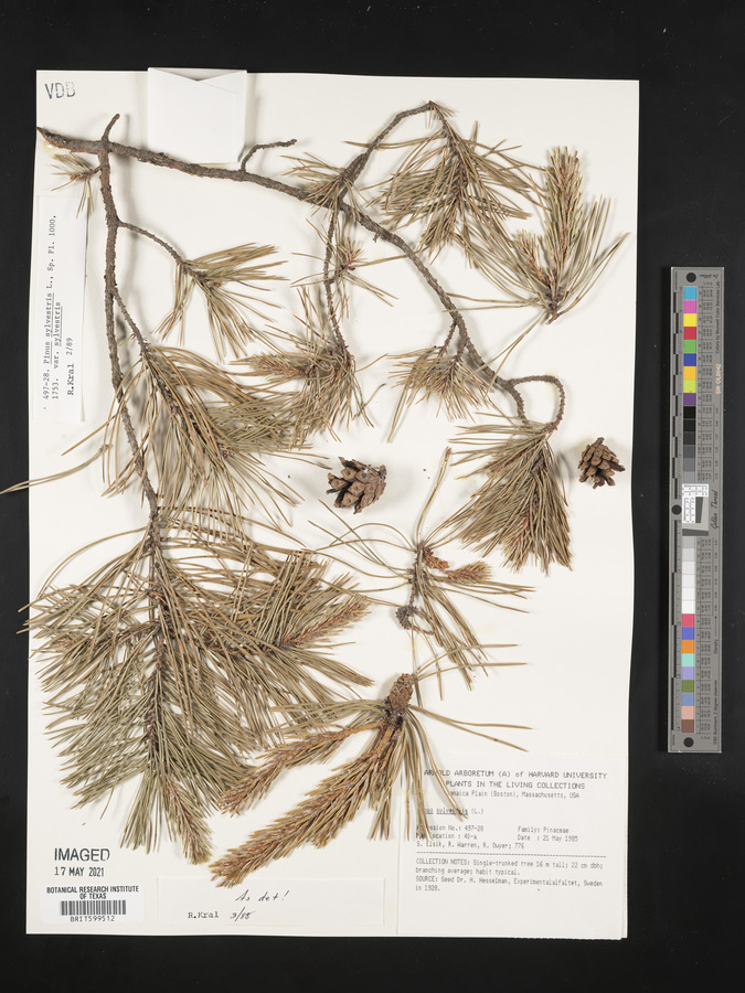 Pinus sylvestris var. sylvestris image