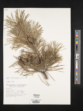 Pinus sylvestris image