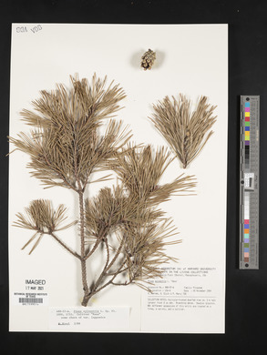 Pinus sylvestris image