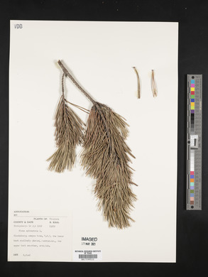 Pinus sylvestris image