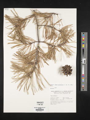 Pinus sylvestris image