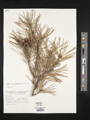 Pinus sylvestris image