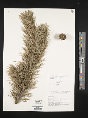 Pinus sylvestris image