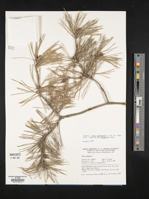 Pinus sylvestris image