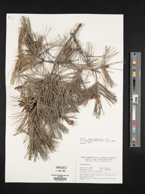Pinus sylvestris image