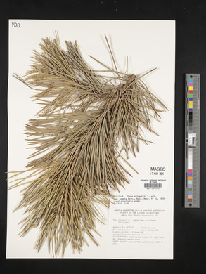 Pinus sylvestris var. hamata image