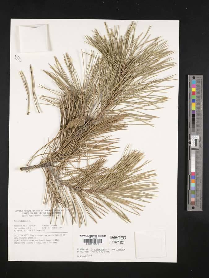 Pinus sylvestris var. hamata image