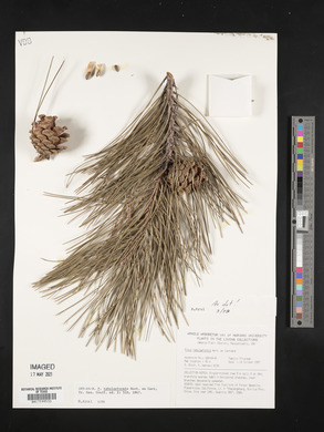 Pinus tabulaeformis image