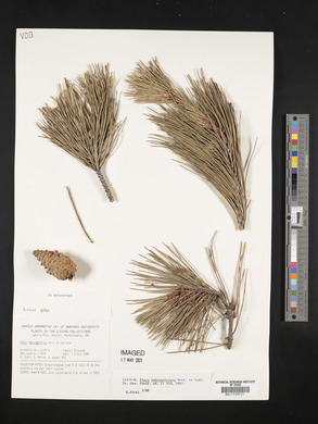 Pinus tabulaeformis image