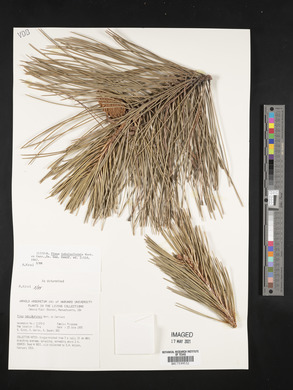 Pinus tabulaeformis image
