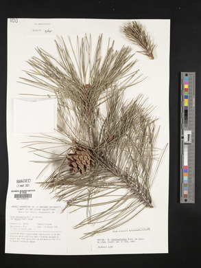 Pinus tabulaeformis image