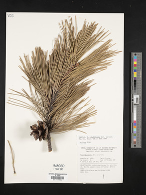 Pinus tabulaeformis image