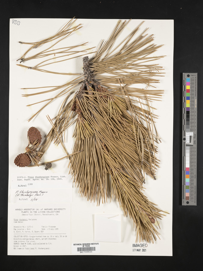 Pinus thunbergii image