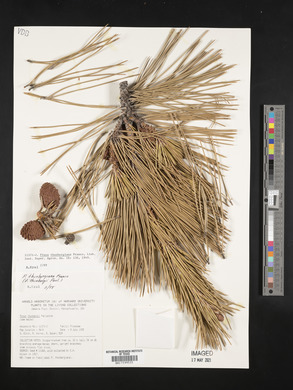 Pinus thunbergii image