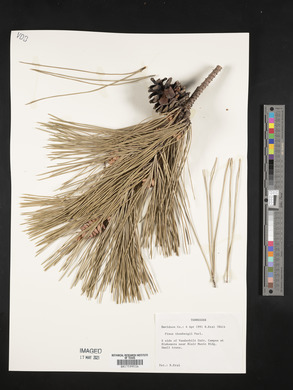Pinus thunbergii image
