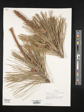 Pinus thunbergii image