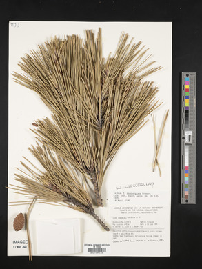 Pinus thunbergii image