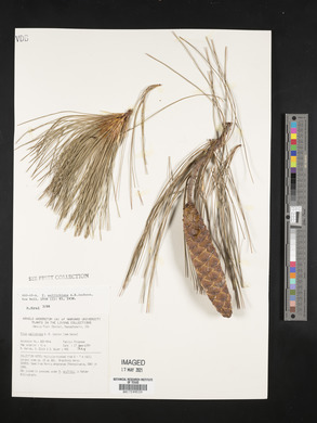 Pinus wallichiana image