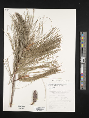 Pinus wallichiana image