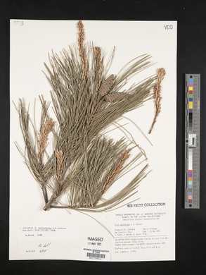 Pinus wallichiana image