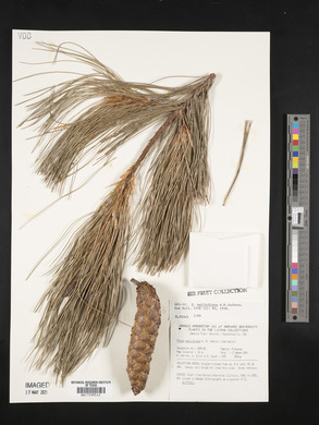 Pinus wallichiana image