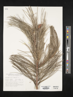 Pinus armandii image