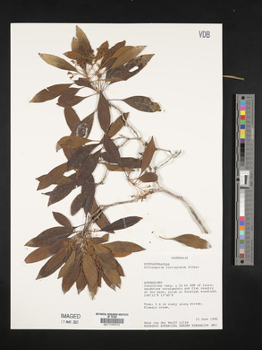 Pittosporum ferrugineum image