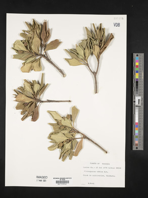 Pittosporum tobira image