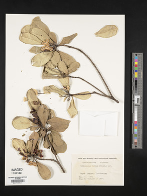 Pittosporum tobira image