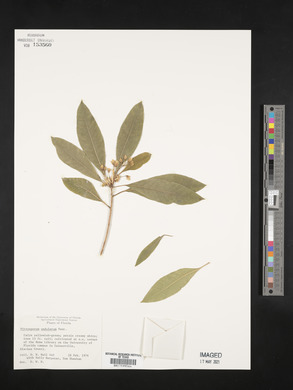 Pittosporum undulatum image