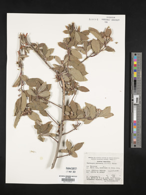 Crataegus pubescens image