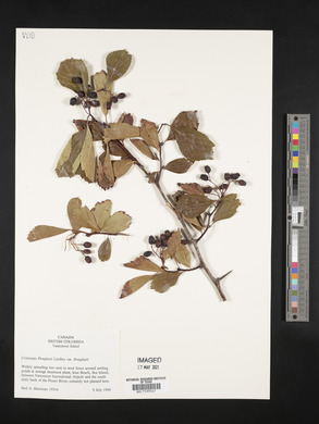 Crataegus douglasii var. douglasii image