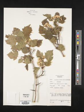 Crataegus mollis image