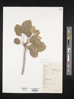 Malus pumila image